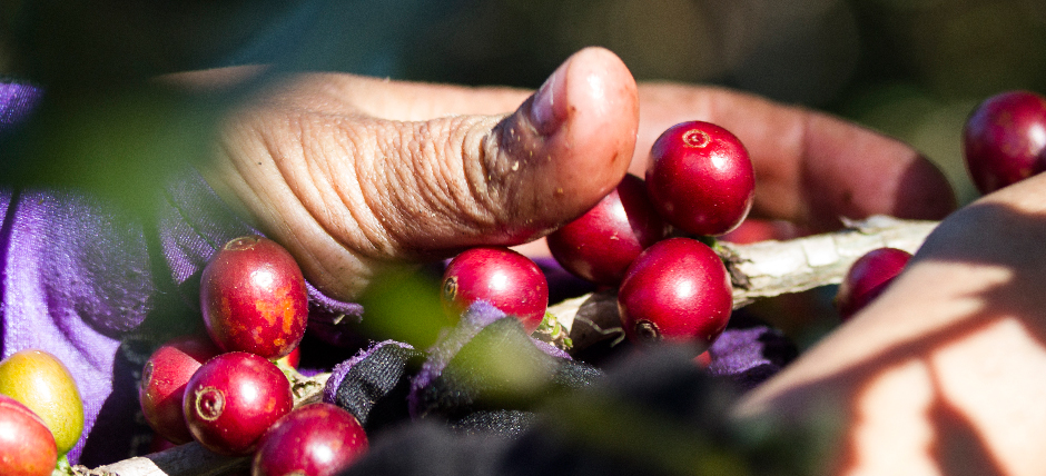 PrimusLabs Organic Certified Grower Harvesting Coffee Beans in Costa Rica